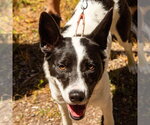 Small #29 Border Collie Mix