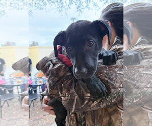 Oregano - TRAINING CAMP - Male Catahoula Leopard Dog-Unknown Mix Dog for Adoption - Photo #7