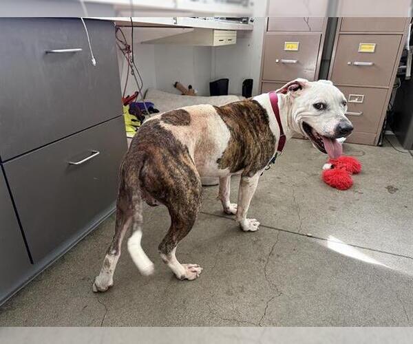 Medium Photo #2 American Pit Bull Terrier Puppy For Sale in Berkeley , CA, USA