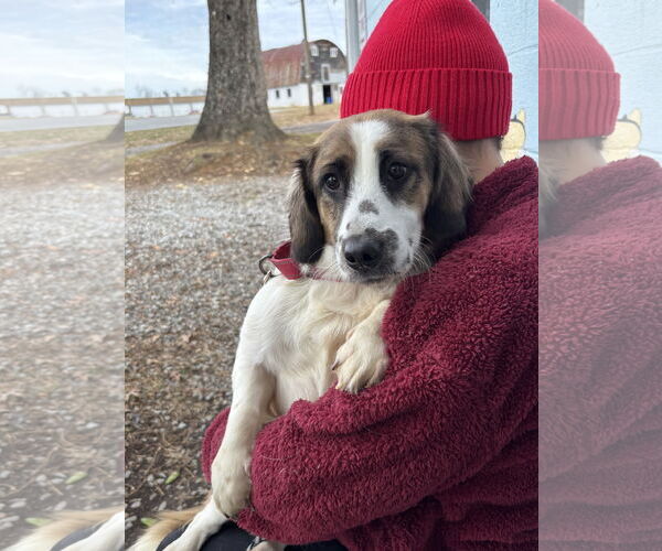 Medium Photo #2 Beagle-Unknown Mix Puppy For Sale in Rustburg, VA, USA
