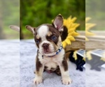 Small #7 French Bulldog