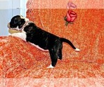Small #1 Presa Canario