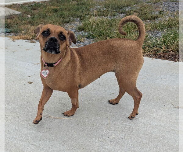 Medium Photo #4 Chug Puppy For Sale in Shelbyville, TN, USA