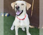Small Photo #2 Labrador Retriever-Unknown Mix Puppy For Sale in San Diego, CA, USA