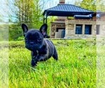 Small Photo #12 French Bulldog Puppy For Sale in PARAGON, IN, USA