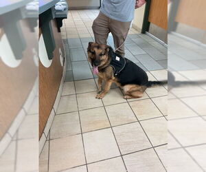 Medium German Shepherd Dog