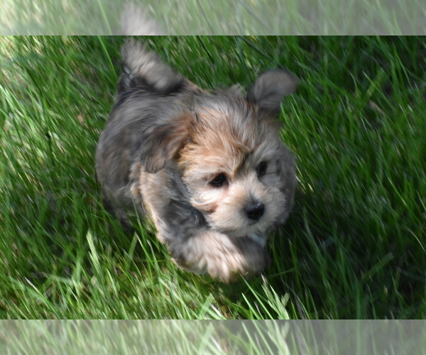Medium Photo #2 Yo-Chon Puppy For Sale in ELDORADO, OH, USA