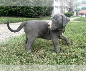 Medium American Bully