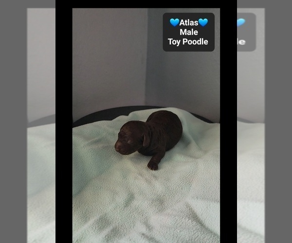 Medium Photo #3 Poodle (Toy) Puppy For Sale in TUCSON, AZ, USA
