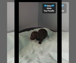 Small #2 Poodle (Toy)