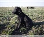 Puppy Saratoga Labrador Retriever