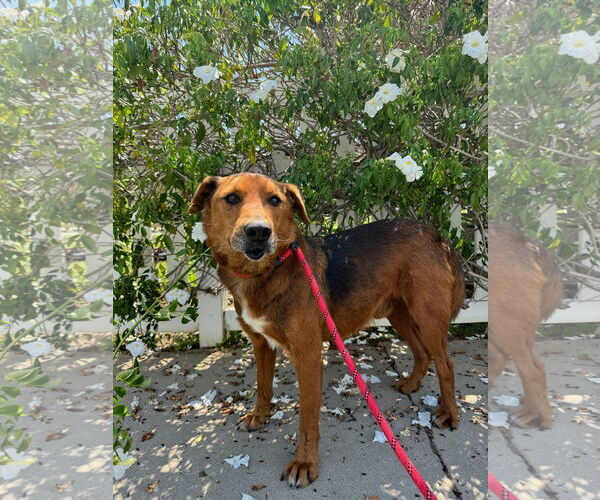 Medium Photo #2 Retriever -Unknown Mix Puppy For Sale in Newport Beach, CA, USA