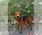 Small #1 Retriever  Mix
