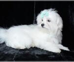 Small #3 Maltese