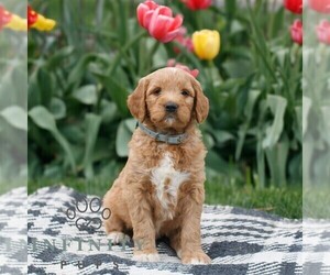Goldendoodle Puppy for sale in NARVON, PA, USA