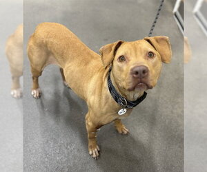 Mutt Dogs for adoption in Forestville, MD, USA