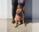 Small German Shepherd Dog Mix