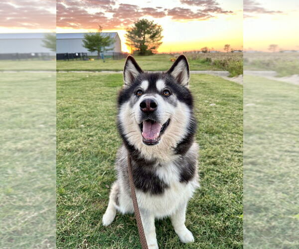 Medium Photo #10 - Mix Puppy For Sale in Evansville, IN, USA