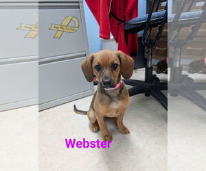 Mutt Dogs for adoption in Franklin, North Carolina, NC, USA