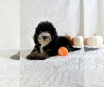 Small #4 Miniature Bernedoodle