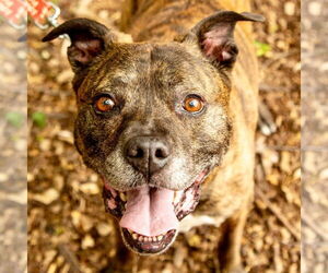Mutt Dogs for adoption in Canton, CT, USA