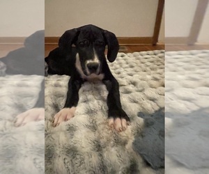 Medium Great Dane