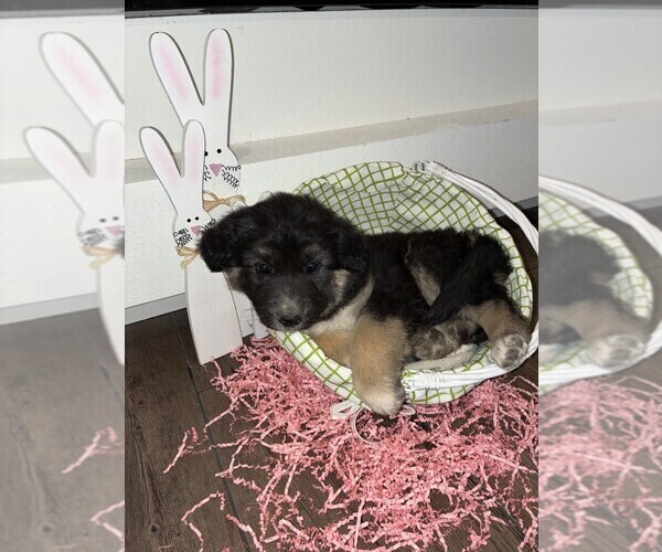 Medium Photo #3 Australian Shepherd-German Shepherd Dog Mix Puppy For Sale in CRAWFORD, CO, USA