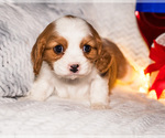 Small Photo #18 Cavalier King Charles Spaniel Puppy For Sale in WAKARUSA, IN, USA