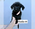 Small #5 Mutt
