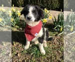 Small Photo #6 Australian Shepherd-Doodle Mix Puppy For Sale in RUDY, AR, USA