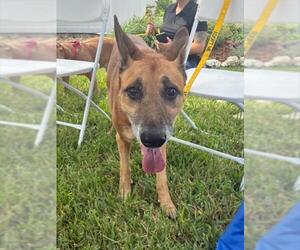 German Shepherd Dog Dogs for adoption in Palmetto, FL, USA
