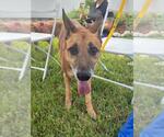 VIOLA - Female German Shepherd Dog Dog for Adoption - Small photo