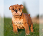Small #2 Bulldog