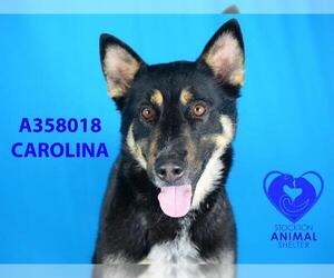 German Shepherd Dog Dogs for adoption in Stockton, CA, USA