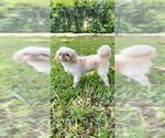 Small #4 Shih Tzu
