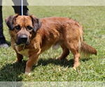 Small #1 Basset Hound Mix