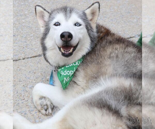 Medium Photo #5 Siberian Husky-Unknown Mix Puppy For Sale in Washington, DC, USA