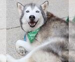 Small #4 Siberian Husky Mix