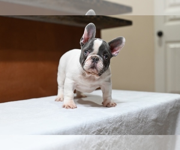 Medium Photo #2 French Bulldog Puppy For Sale in DECATUR, GA, USA
