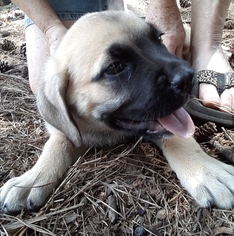 Cane Corso Puppy for sale in VILLA RICA, GA, USA