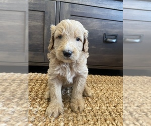 Goldendoodle Puppy for Sale in LUCEDALE, Mississippi USA