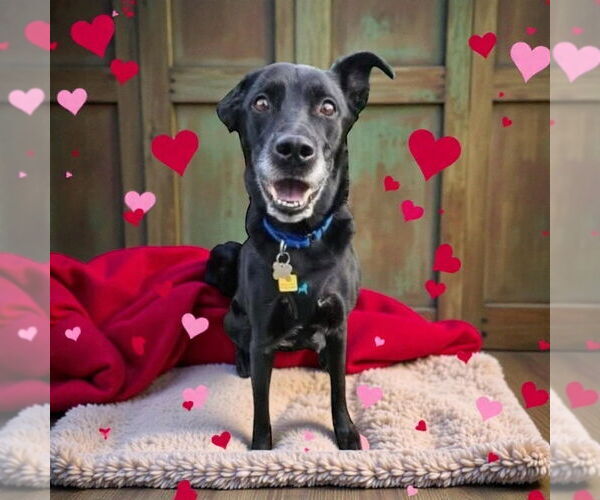 Medium Photo #11 Borador Puppy For Sale in Bellingham, WA, USA