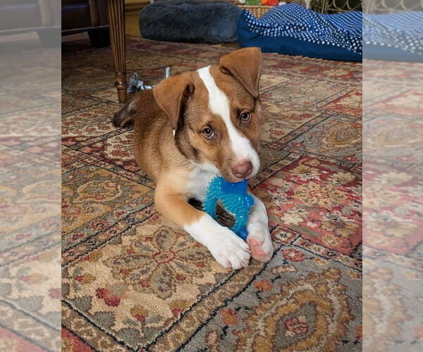 Medium Photo #1 Mutt Puppy For Sale in Springdale, PA, USA