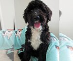 Small Photo #1 Portuguese Water Dog Puppy For Sale in Grovertown, IN, USA