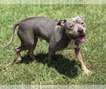 Small #1 American Staffordshire Terrier