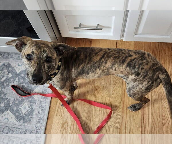 Medium Photo #10 Mutt Puppy For Sale in Brewster, NY, USA