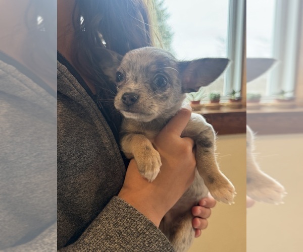 Medium Photo #4 Chihuahua Puppy For Sale in NEW VIRGINIA, IA, USA