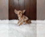 Small Photo #7 Chihuahua Puppy For Sale in INDIANAPOLIS, IN, USA
