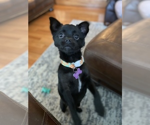 Chi-Chi-Pomeranian Mix Puppy for sale in NICHOLASVILLE, KY, USA