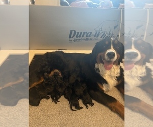 Bernedoodle Puppy for sale in AM FORK, UT, USA